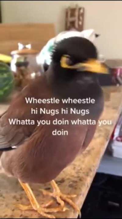 Bird talking just like human