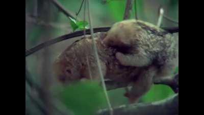 Pygmy Silky Anteater (credit: Life on Earth narrated by David Attenborough)