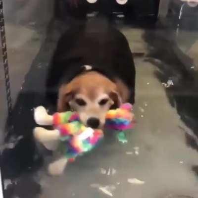 Rescue chonk has his very own support toy while he exercises