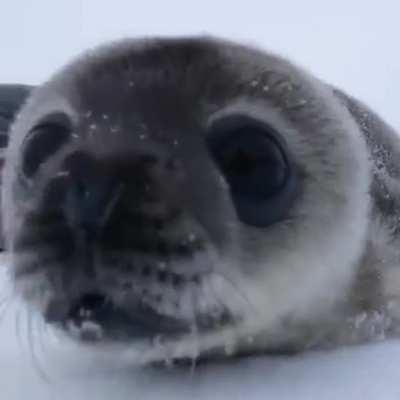 Seal baby to the rescue!