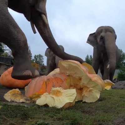 The sound of Elephants stomping and smashing these giant pumpkins.