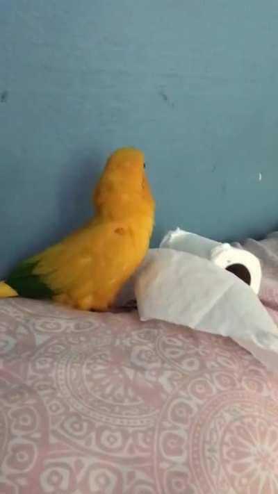 Bird no like tp