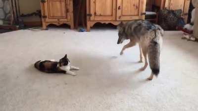 Pet Coyote and Cat playing together