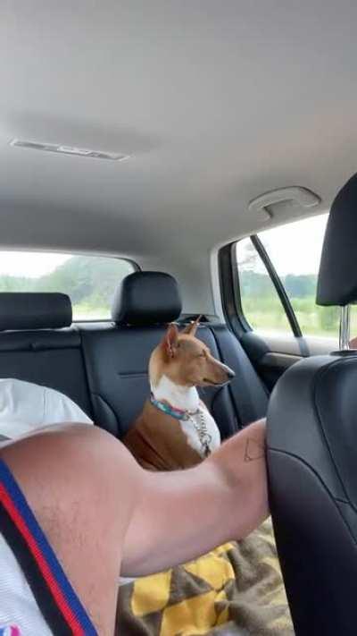 Dog version of ‘are we there yet?’