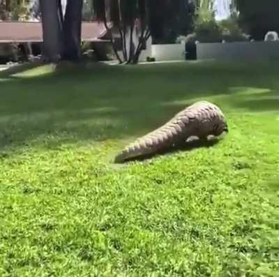 Pangolins are bipedal and walk on their hind legs