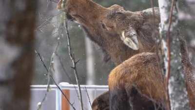 Moose with Music A7iii with Sony 100-400mm handheld