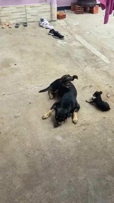 Rooster chick plays with cute puppy!