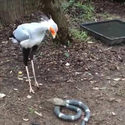 🔥 A secretary bird stomping a fake cobra 🔥