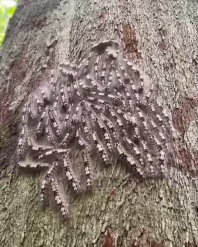 Group of caterpillars react to sound as a defense mechanism from predators and parasites