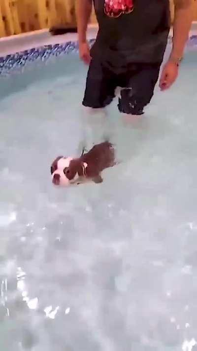 Dog Teaches His Little Sister How To Swim