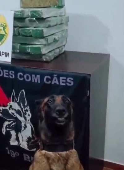 Brazilian undercover police dog catches drugs