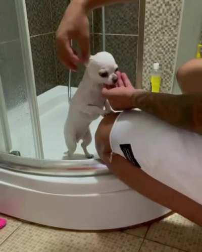 Chihuahua Shower!