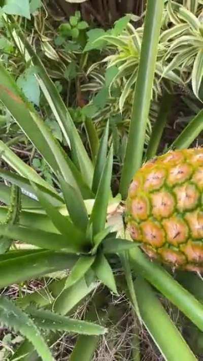 After three and a half years I finally got to pick my pineapple