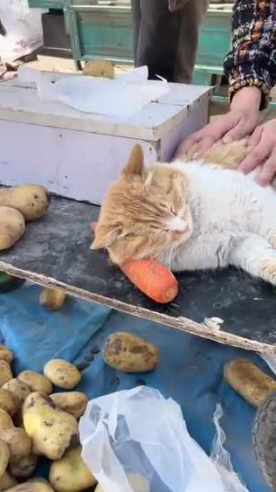 Sleeping on the job with his little pillow