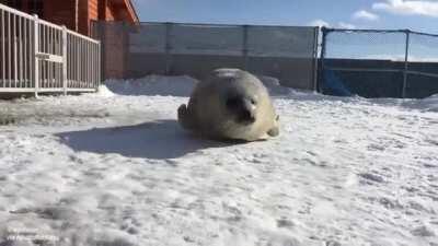 Bouncy seal