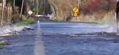 Salmon crossing a river that runs over a road.