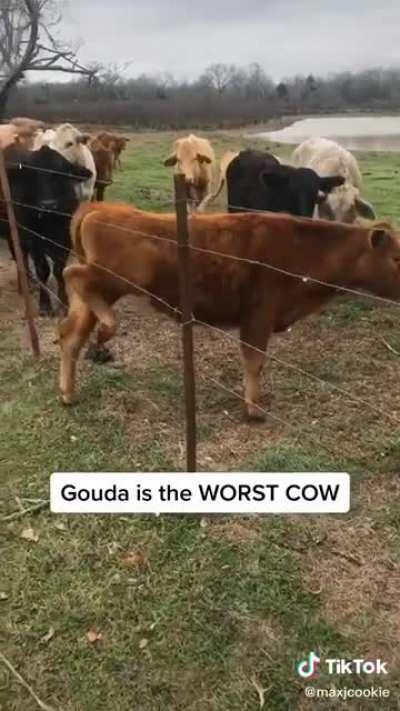 Damn it, Gouda! Stop that!