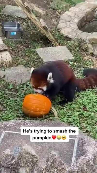 This red panda smashing the pumpkin