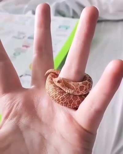 The way this snek wraps around the finger..