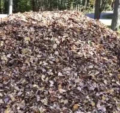 I love leaf piles!