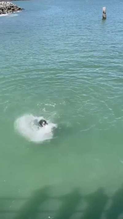 Sea lion takes the head off of a gull