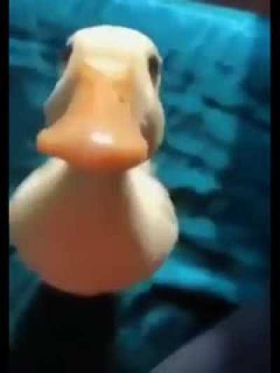 Duck with fun sounds