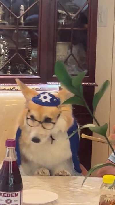 When you let your Jewish grandfather babysit your dog...