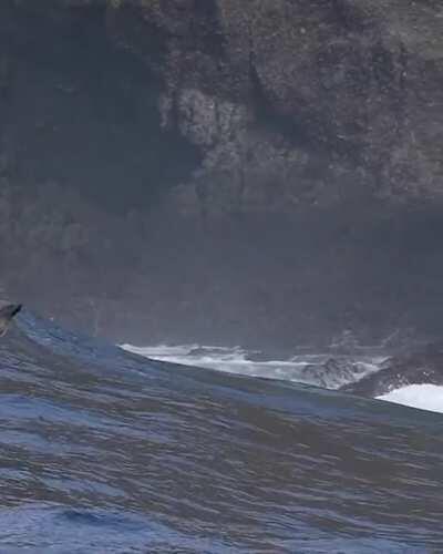 Sea lions playing in huge waves near Santa Barbara Island