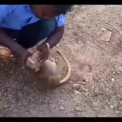 A monkey being saved through CPR