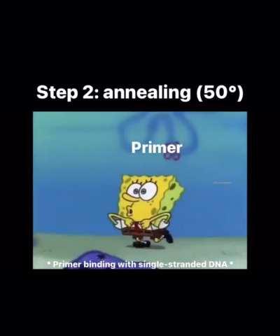 PCR steps