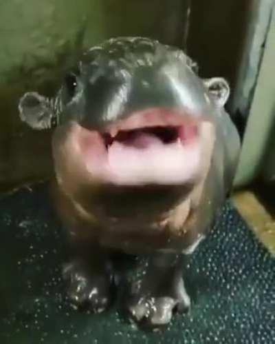 Baby hippos are the cutest