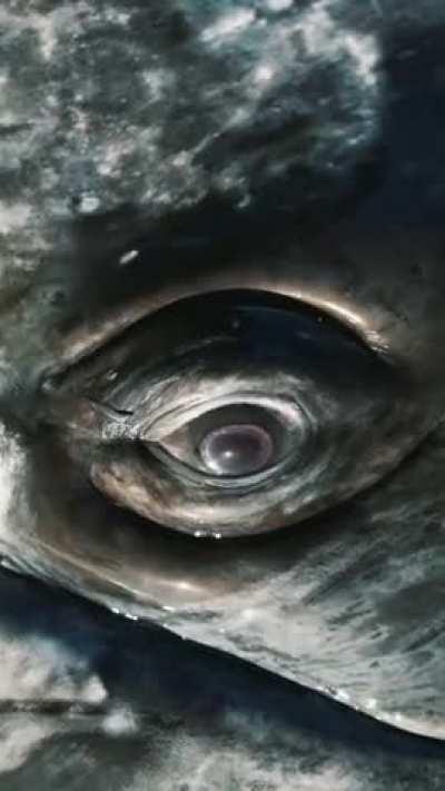 This is eye of gray whale...