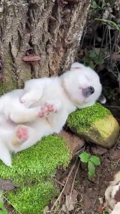 Puppy is one with nature