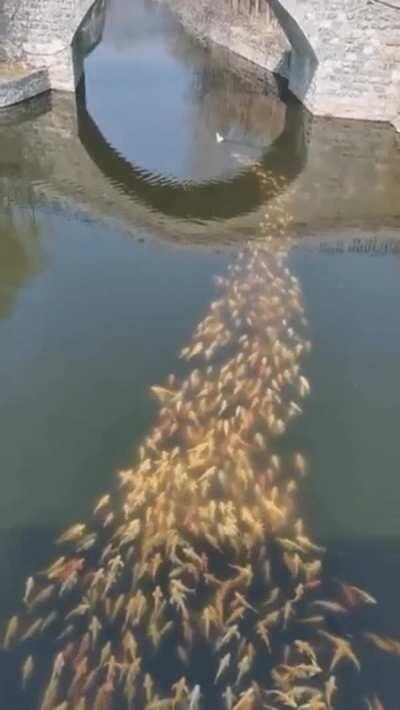 A school of fish following a duck