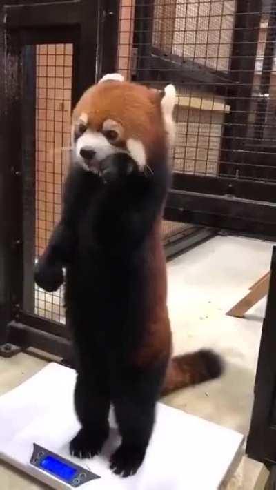 Apple can make red panda happy to be weighed