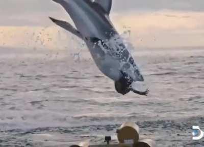 A great white shark getting some air