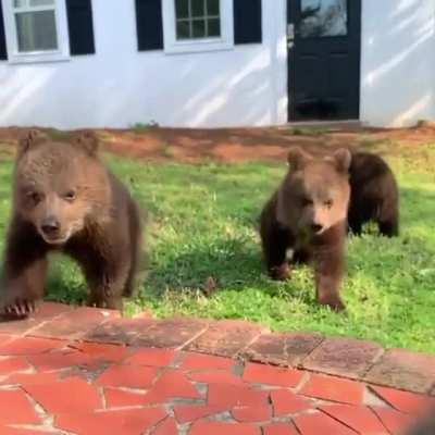 Baby Bears running in slow mo, your welcome