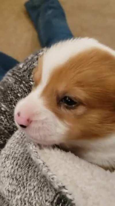 3 week old Corgi pups first HOWL!