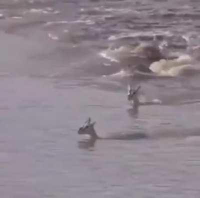 Young springbok tries to outswim a huge croc