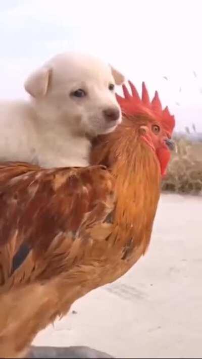 Best friends! 🐶🐓