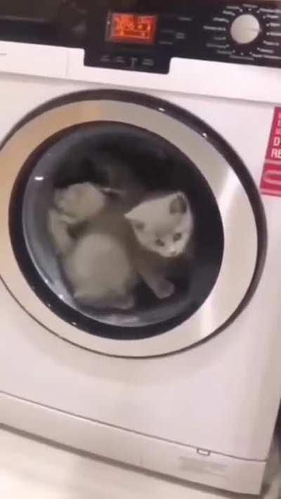 sAvAGe OwNER LEFt a sMoL kITTeN In WAShinG MachiNe to FuCkIn dIe