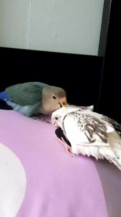 My brother's lovebird preening my cockatiel