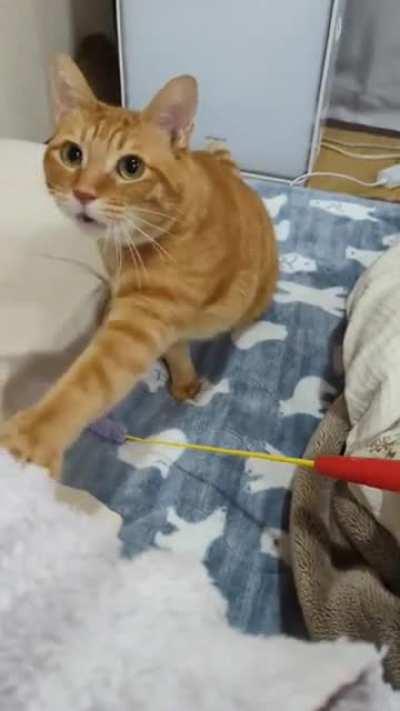 Human, pick up the thingy so I can play