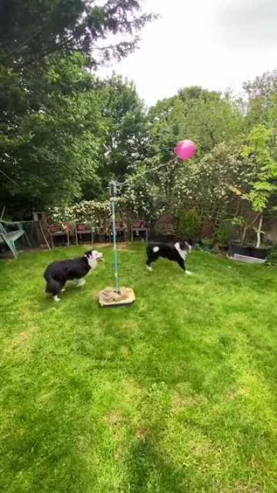 Border Collies Play Tetherball