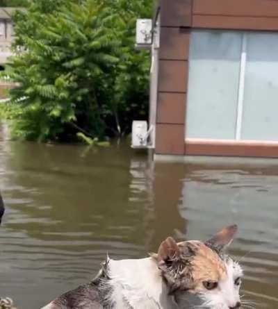 Volunteers save neighbors cat