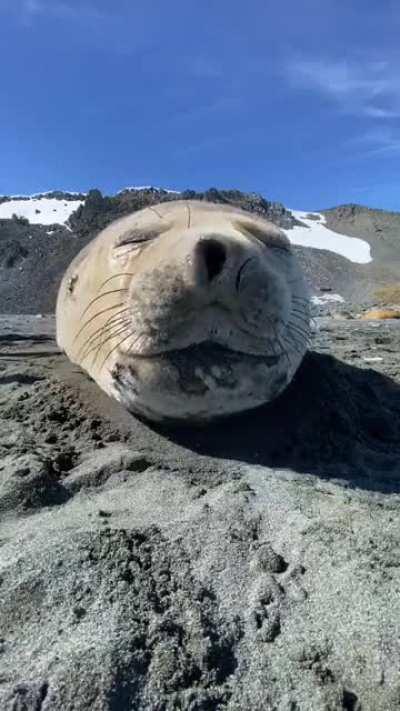 Elephant seal sneezes quite adorably