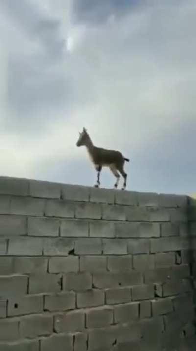 Goats understand laws of physics