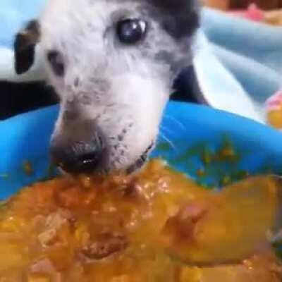 Cute 18 year old dog being fed