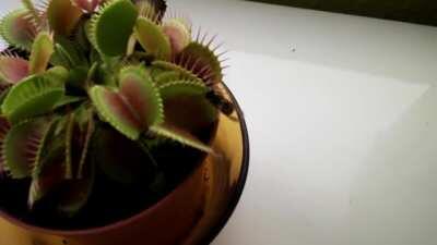 Venus Flytrap catches a wasp. Weirdly satisfying