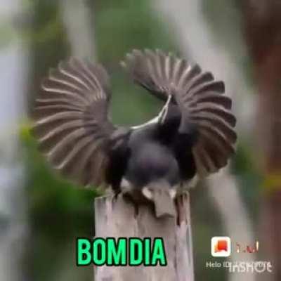 Bom diaaaaa